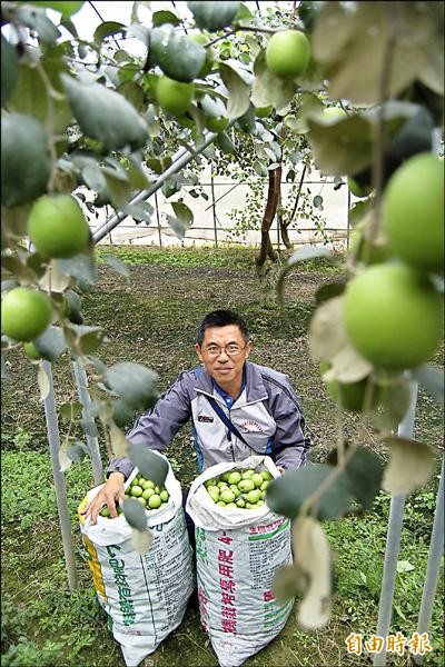 董芳彬栽種有機蜜棗，疏果時每廿顆才能留一顆成長，摘除的小蜜棗裝成一袋袋，數量不少，但他說：「有捨才有得」，這些不用的小蜜棗最後也變成肥料。（記者楊金城攝）