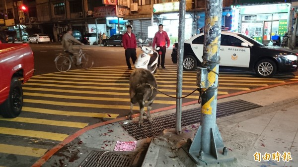 逛大街的小牛被綁在中壢區長春路口的路旁電桿上。（記者周敏鴻攝）