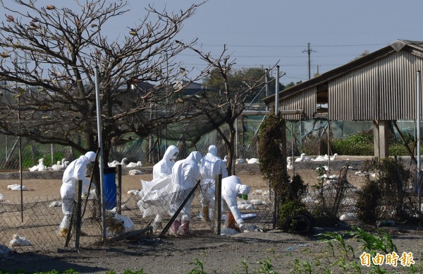 雲林縣長李進勇率領縣府員工組成的「義勇軍」，帶頭撲殺病鵝。（記者鄭旭凱攝）