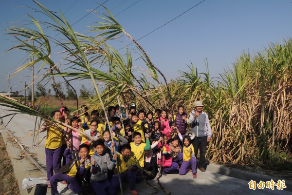 南大附小彩虹斑馬河巡隊到佳里延平社區體驗採收甘蔗及製糖過程。（記者劉婉君攝）