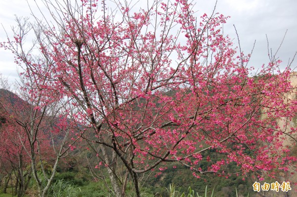 仁愛鄉台14線的山櫻花部分已經盛開，一片紅火，景致優美。（記者佟振國攝）