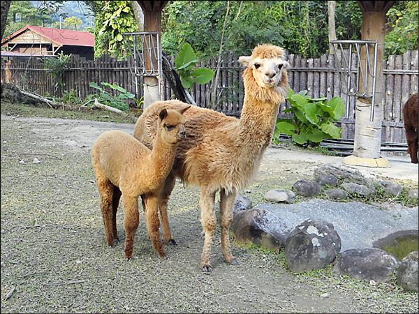 小羊駝「妮可」（左）和媽媽「安妮」（右）。（台北市立動物園提供）