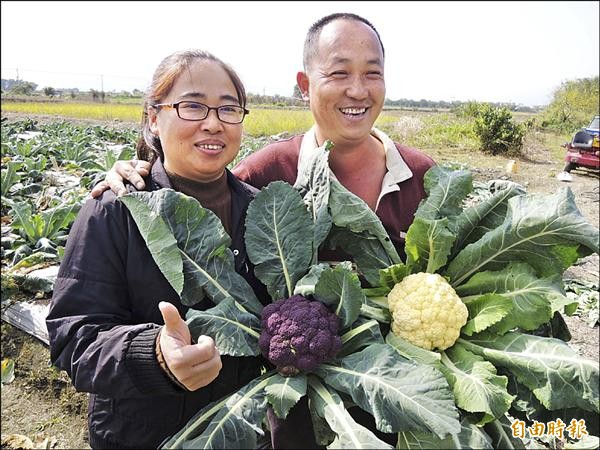 三星彩色花椰菜免費提供當捧花 地方 自由時報電子報