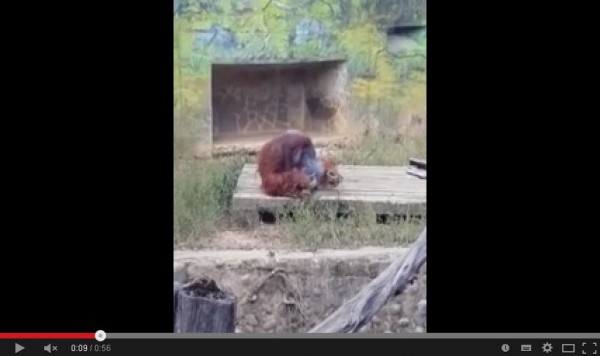 影片中的紅毛猩猩嘴裡吐著白煙，仔細看發現手中拿著煙，抽菸樣子完全不像第一次抽，奇特一幕遭網友拍下。園方表示為遊客將菸丟進園內，惡劣行徑令人痛心。（圖片擷取自YouTube）
