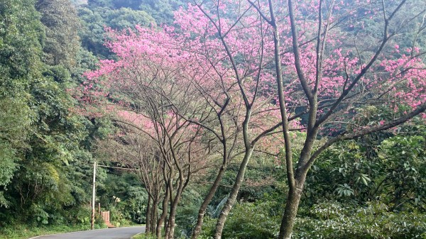 三芝青山路的5k或6k處已有五成花況。（記者林郁姍攝）