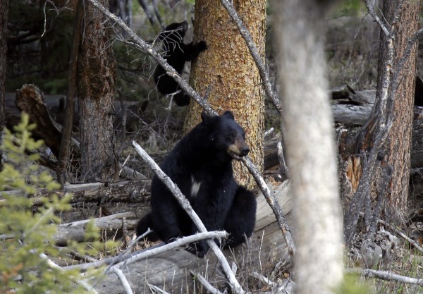 在新罕布什爾州發現有4隻黑熊，包含兩隻幼熊，死在距離誘捕甜點不到15公尺的地方。（路透）