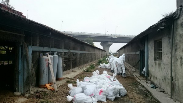 今天是假日，彰化縣防疫撲殺工作仍持續進行。（圖彰化縣動防所提供）