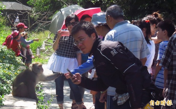 遊客主動餵食，野生彌猴習以為常，襲人機率也隨之提升。（記者陳賢義攝）