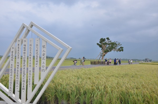 金城武樹再傳病危，主因正是遊客肆意踐踏土壤。（資料照，記者王秀亭攝）