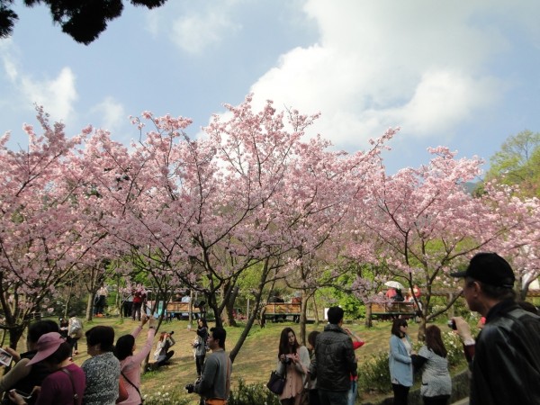 陽明山的吉野櫻。（北市工務局提供）