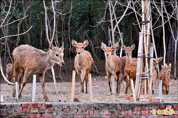 滿州盼開梅花鹿園區，圖為墾丁「鹿徑」民宿豢養的梅花鹿。（記者蔡宗憲攝）