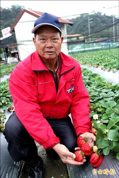 農友張盛能直言，桃園3號草莓外型不如傳統心型狀的草莓漂亮，但是口感和重量卻過而無不及。（記者黃美珠攝）