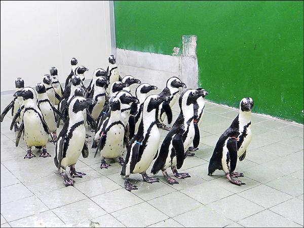 黑腳企鵝下車後，亦步亦趨跟著領頭企鵝回家去。（台北市立動物園提供）