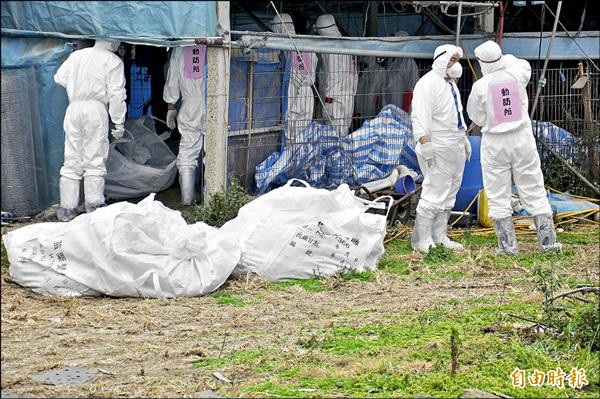 苗栗縣竹南鎮1家養雞場，雞隻確診感染H5N8高病原禽流感，動物防疫所展開撲殺。（記者彭健禮攝）