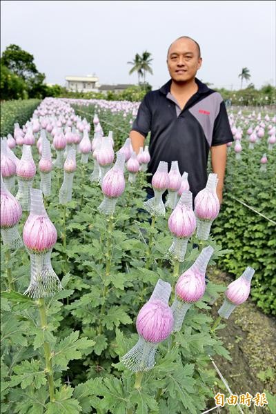 彰化縣田尾鄉花農陳壯飛形容，菊花套上「花網」，就好比穿上「塑身衣」。（記者劉曉欣攝）