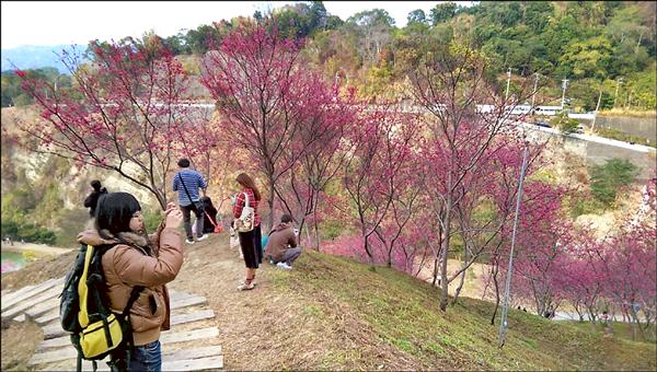 大坑濁水巷櫻花祭首日，許多民眾到場賞花拍美景。（記者李忠憲翻攝，台中市觀光旅遊局提供）