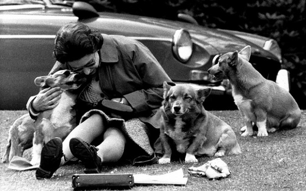 柯基犬在英國人氣低迷，被列為瀕臨絕種的犬種之一。圖為英女王伊麗莎白二世與愛犬們。（圖取自telegraph）