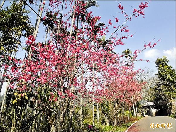 古坑往草嶺沿線道路兩旁櫻花現正盛開，春節上山賞花正是時候。（記者黃淑莉攝）