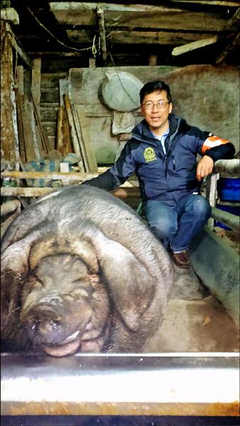 三峽清水祖師廟神豬競賽，由值年爐主李楷瑞飼養的一千一百九十一台斤神豬獲特等獎。（李楷瑞提供）