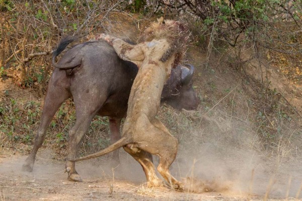 尚比亞一個國家公園內驚見水牛和公獅大戰，獅子突襲落單的水牛，水牛奮力反擊。（圖擷取自《鏡報》）