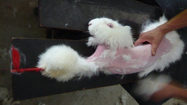 據PETA公開的影像，中國安哥拉兔四肢被綁住，工人硬是把兔毛拔下，殘忍方式引起拒買安哥拉製品活動。（圖擷取自vegan-magazine.com）