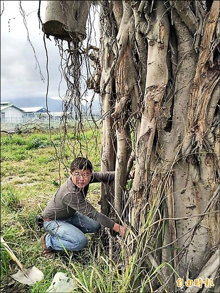 樹醫李碧耆應東專之邀，為移植老樹診斷，研判移植不良造成樹勢衰弱。（記者黃明堂攝）