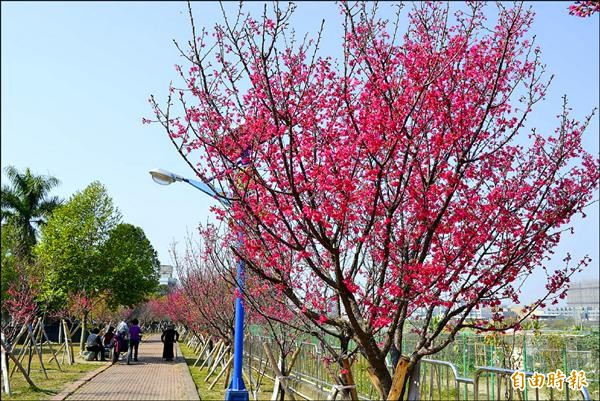 太平麗園公園山櫻花開了約4、5成，吸引不少民眾到此賞櫻、拍照。（記者陳建志攝）