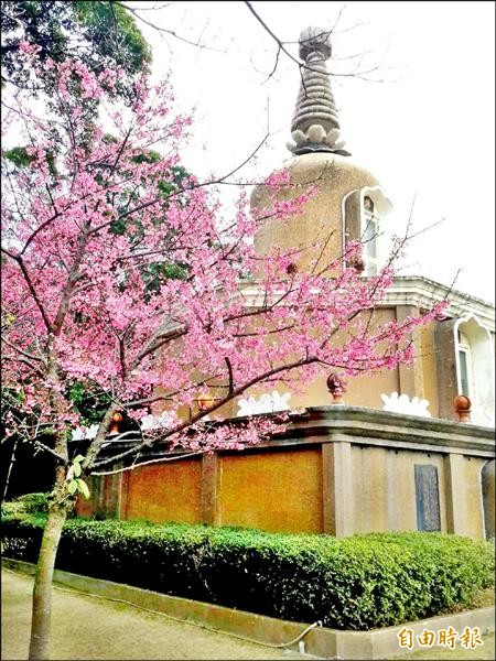 北投善光寺栽種吉野櫻，因地處偏遠，造訪的遊客較少，堪稱賞花秘境。（記者郭逸攝）