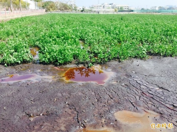 后里農地遭黑油污染。（記者張軒哲攝）