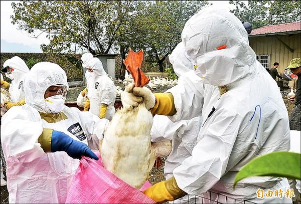 南投縣第三場種鵝場中鏢，防疫單位在竹山撲殺染病鵝。（記者謝介裕攝）