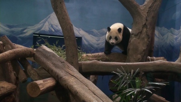 大年初一好天氣，不少民眾到動物園看大貓熊圓仔，上午入園人數累積逾1.3萬人。（圖由台北市立動物園提供）