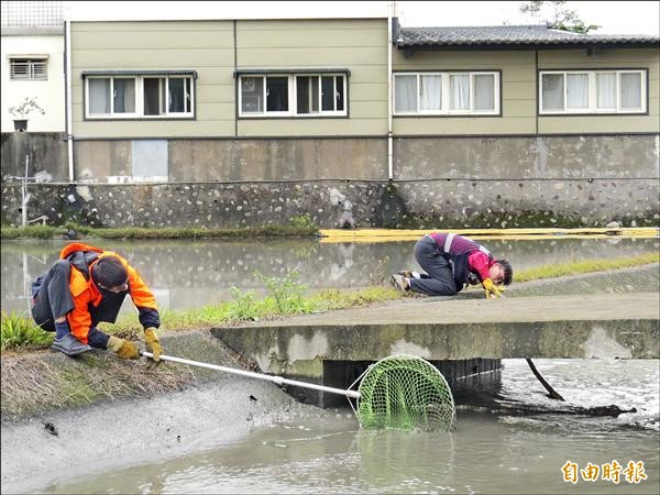 消防員出動捕鱷，1人持竹竿要把鱷魚趕出橋下，另1人則守株待兔，欲用網子將牠撈捕。（記者王揚宇攝）