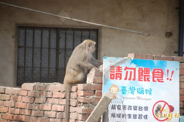 儘管農業處提醒民眾不要餵食台灣獮猴，但仍有民眾餵食。造成居民困擾。（記者林國賢攝）