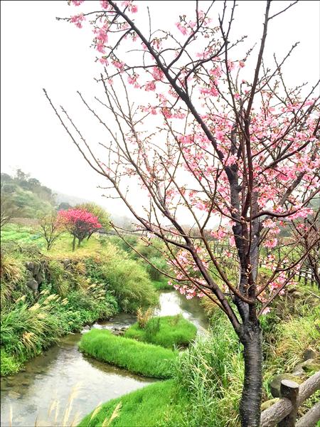 三芝明辦健行三生步道好賞櫻 地方 自由時報電子報