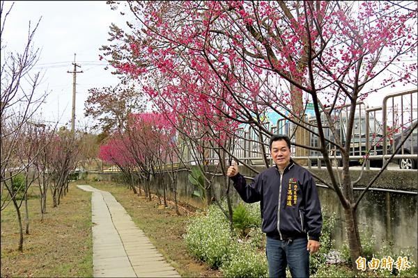 台中西屯福聯公園的櫻花開得正盛。（記者蘇金鳳攝）