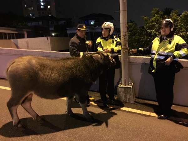 新北市汐止分局警員將迷途牛隻綁在電桿等候市府相關人員協助安置。（記者林嘉東翻攝）