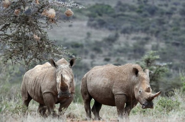 南非犀牛遭肆無忌憚獵殺，南非官員表示，如再不阻止，犀牛將瀕臨絕種。（圖取自美天下網站）