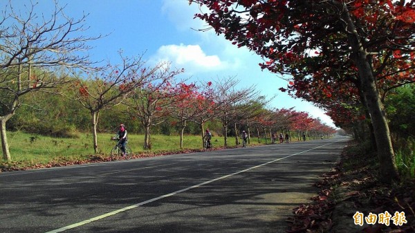 恆春半島火紅欖仁葉吸睛。（記者蔡宗憲攝）