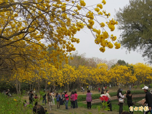 億載金城盛開的黃花風鈴木，吸引大批賞花人潮。（記者蔡文居攝）