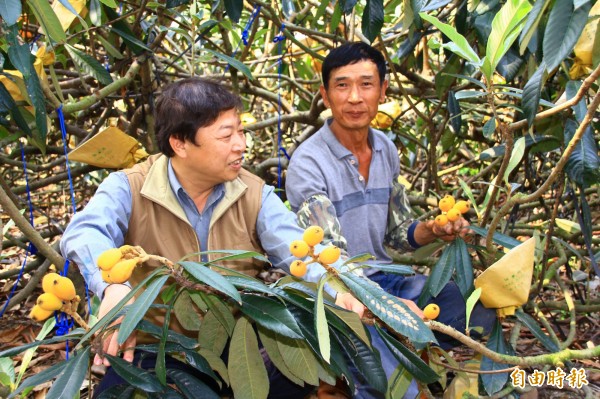 國姓鄉枇杷進入產期，今年產量豐收，鄉長丘埔生（左）大力為國姓特產促銷。（記者佟振國攝）