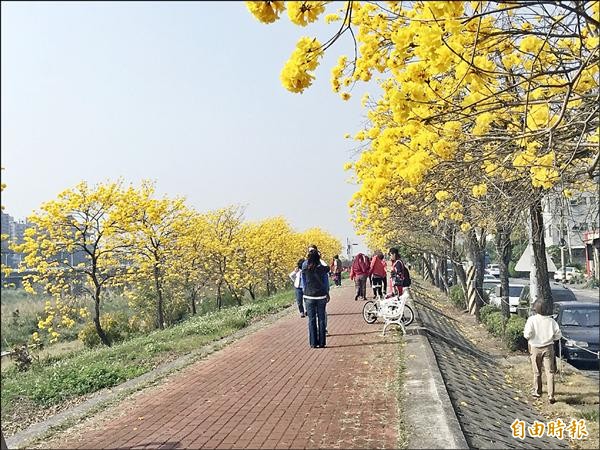 嘉義市軍輝橋（八掌溪）堤岸黃金風鈴木盛開，是春天最漂亮的景象之一。（記者蔡宗勳攝）