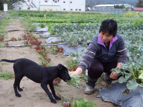 楊致苓年前從板橋動物之家領養一隻小黑狗，酷弟對有機甜蔬菜愛不釋口，反而對一般狗飼料和肉類興趣缺缺。（記者林郁姍翻攝）