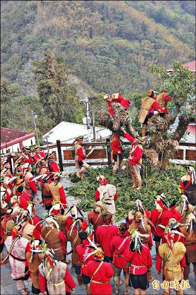 嘉縣阿里山鄉鄒族在特富野社舉行「Mayasvi（瑪雅斯比）」戰祭，參與祭典的鄒族男子，把神樹（赤榕樹）枝幹砍除，請戰神降臨會所。（記者謝銀仲攝）