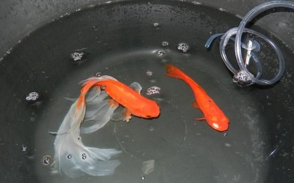 最幸福的金魚 主人花500英鎊治病 蒐奇 自由時報電子報