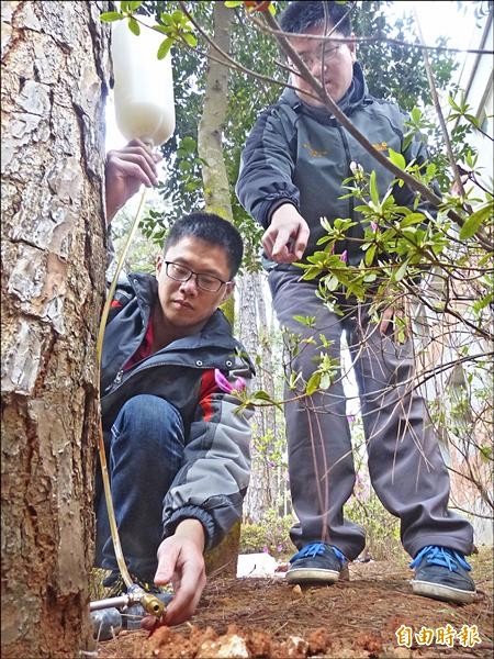 金管處以「吊點滴」方式，治療遭松材線蟲感染的松樹。（記者吳正庭攝）