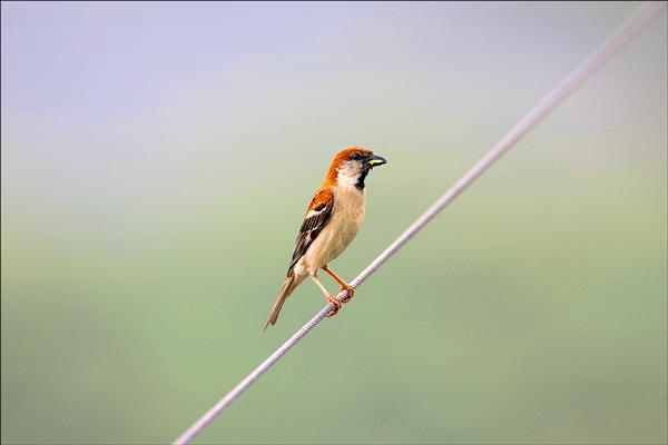 數量稀少的山麻雀。（中華民國野鳥學會提供）