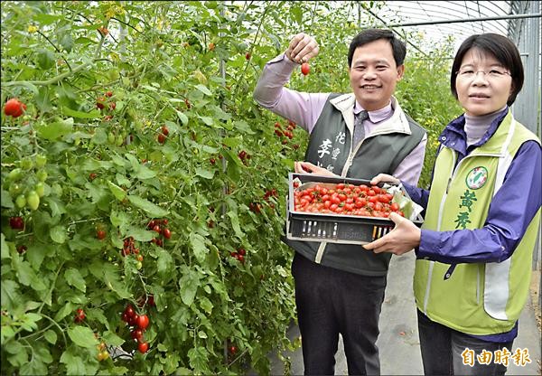 花壇鄉長李成濟（左）與縣議員黃秀芳（右）享受下田採摘玉女小番茄的樂趣。（記者湯世名攝）