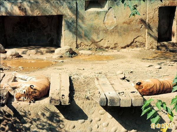 圖為孟加拉虎安置到台北市立動物園前的照片。（記者洪美秀攝）