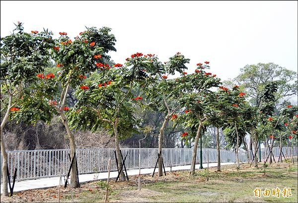 草屯鎮植物公園已種了一千多株樹木，其中火焰木最近正在開花，火紅花朵份外搶眼。（記者陳鳳麗攝）