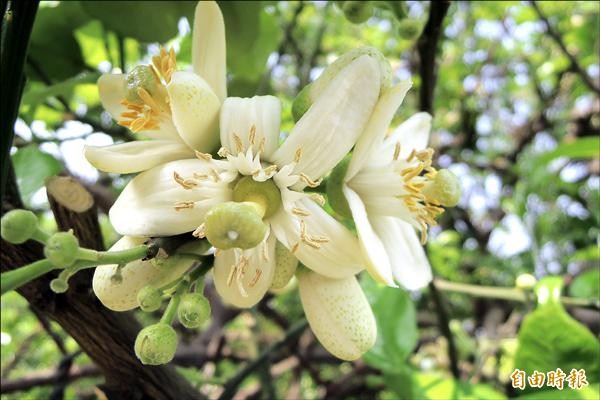 麻豆柚花開。（記者劉婉君攝）